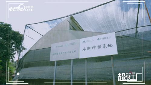 走進植物醫生超級工廠 央視網解密高山植物與現代生物科技的完美融合